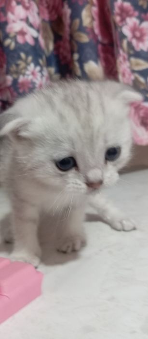 Вислоушки котята