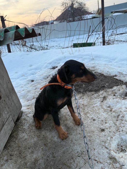 Продам ягдтерьера