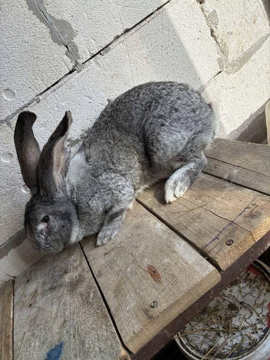 Vand femela urias german