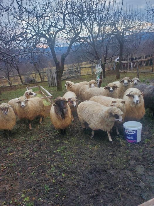 10 oi de vânzare mai multe detalii la telefon