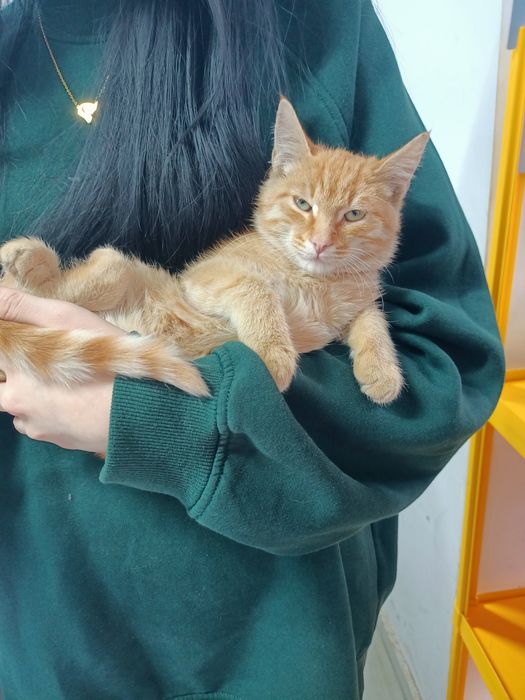 Отдам котика в добрые руки