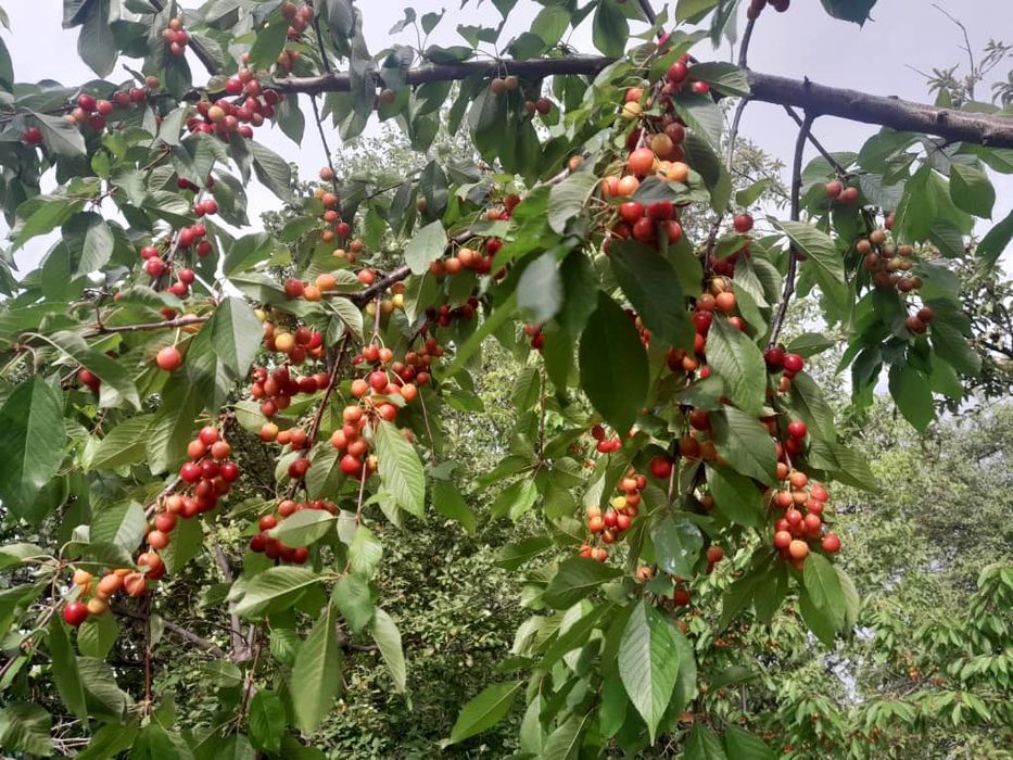 Фазенда в предгориах Казгуртских гор