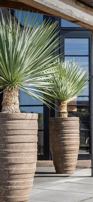 Palmieri calitate extra