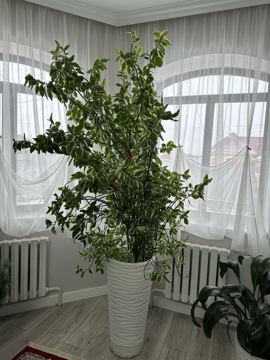 Педилантус 2.5 метра