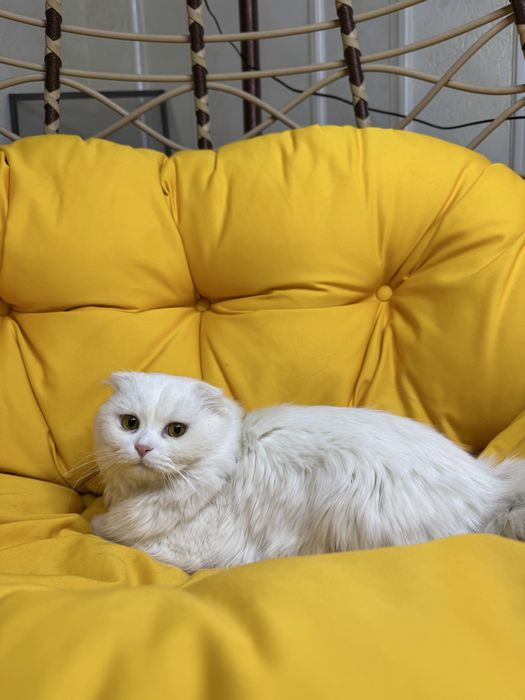 Очень умный кот есть все влажный сухой корм и натуральную еду тоже ест