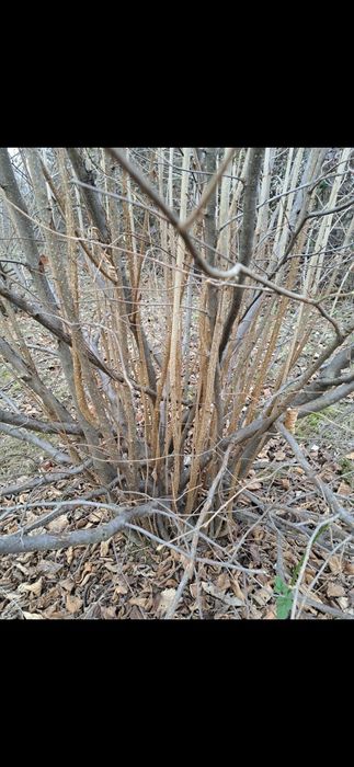 Tăieri de pomi fructiferi, viță de vie si aluni /tufe de aluni