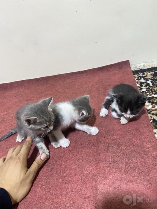 Mushuk sotiladi nomi Pi Pi 3 ta bolasi ham bor bepul