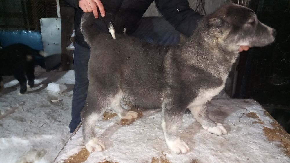 Продам щенки Алабай