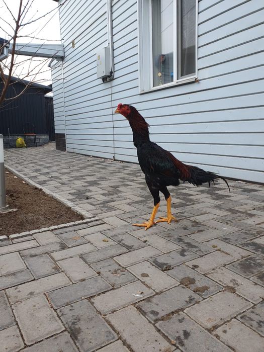 Дакан петух бойцовый  молодой