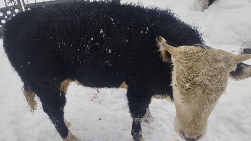 Бычки продаются.