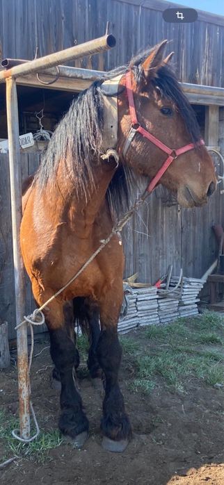 Жеребец Владимирский Тяжеловоз 7 лет