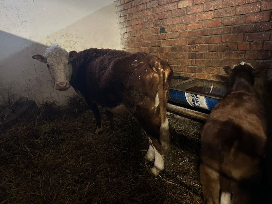 Продам коров с телятами