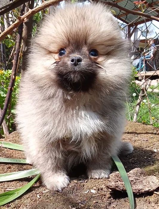 Счастье на ладошке