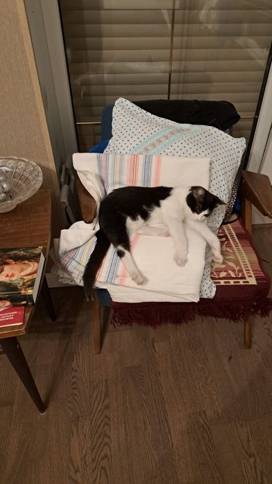 Отдадим кота в хорошие руки