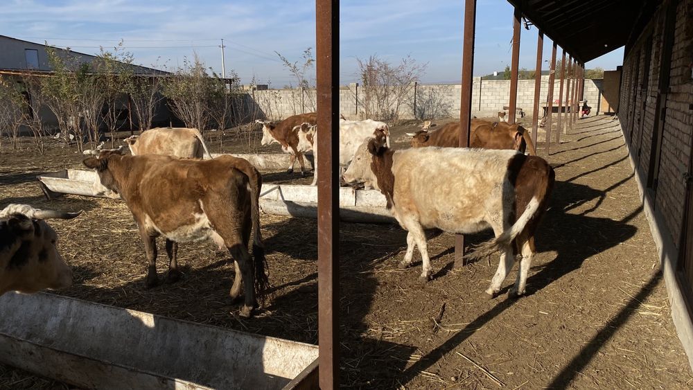 Буаз сиырлар сатылады 22 бас