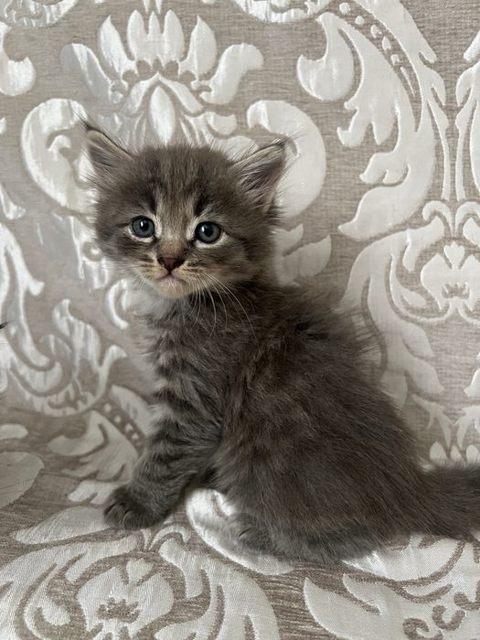 Отдам в добрые руки котят!