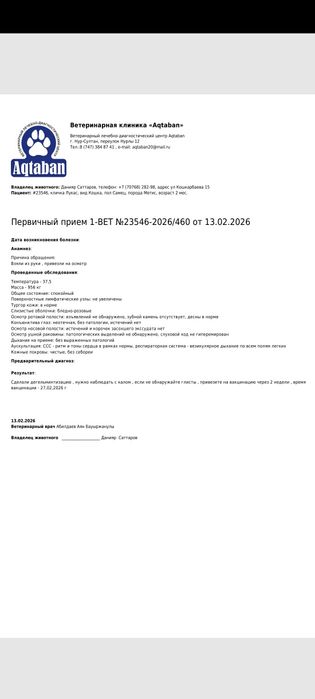 Продам котенка Табби