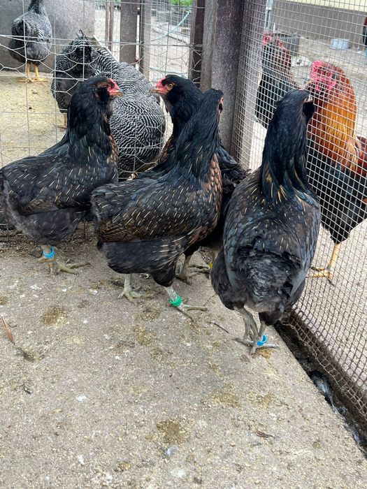 Oua araucana australorp plymouth