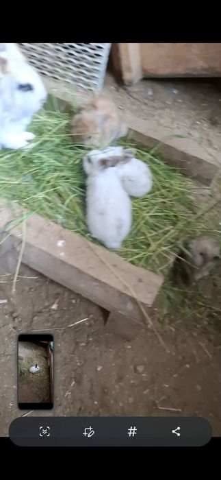 Iepurași diferite mărimi