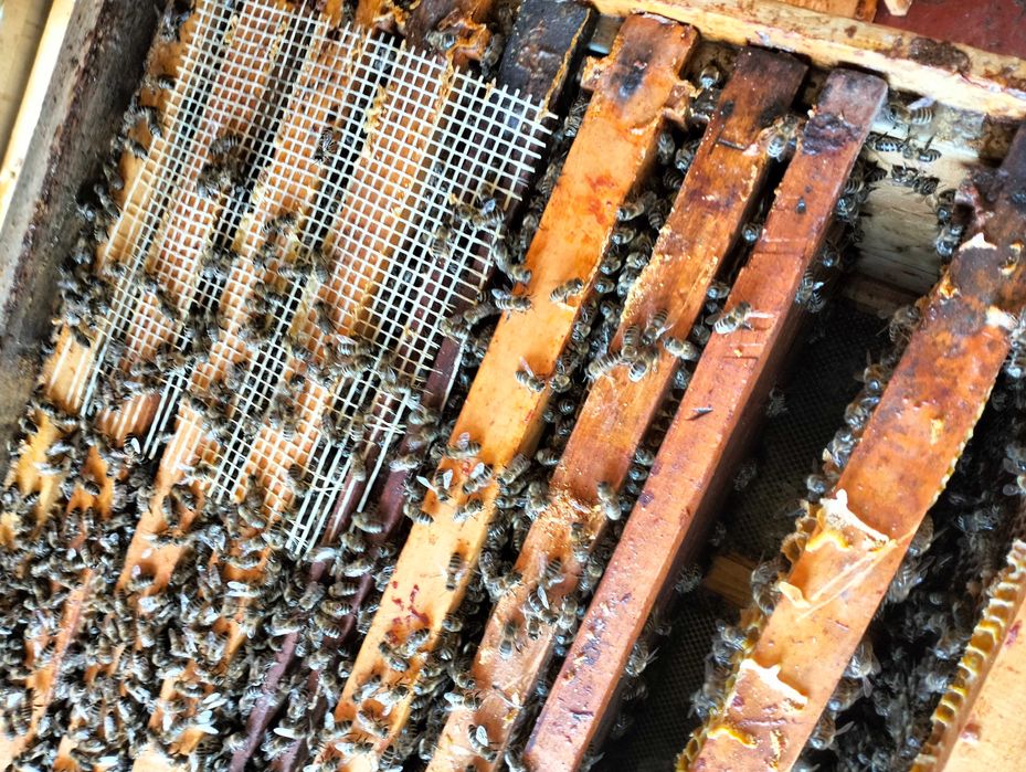 Vând familii albine