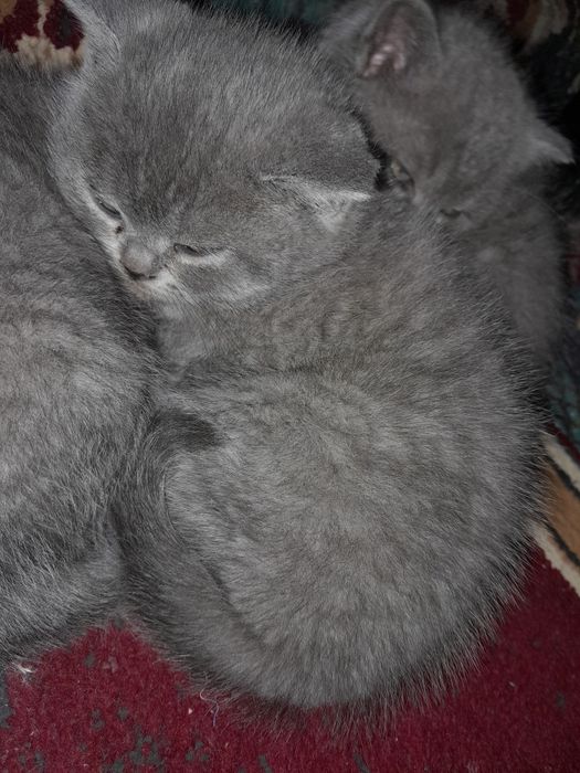 Scottish fold zotdor mushuklari sotiladi