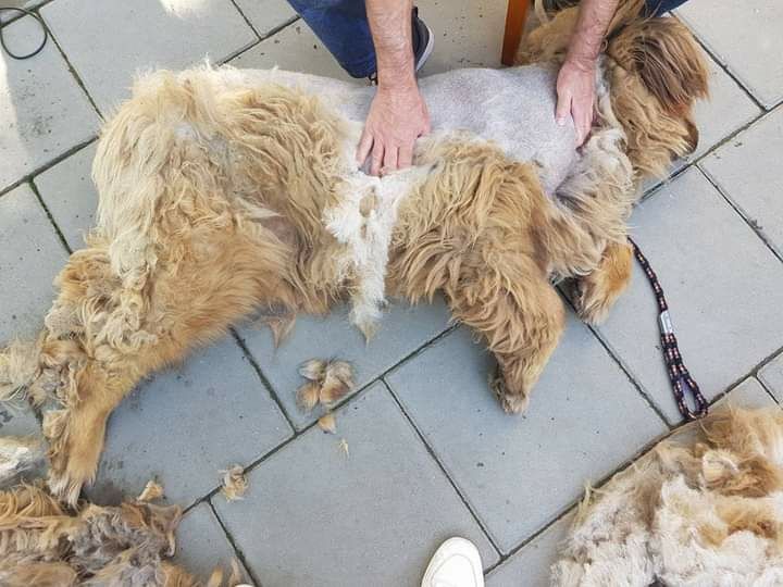 Super OFERTA Cosmetica Canina la domiciliu-frizer canin-tund caini