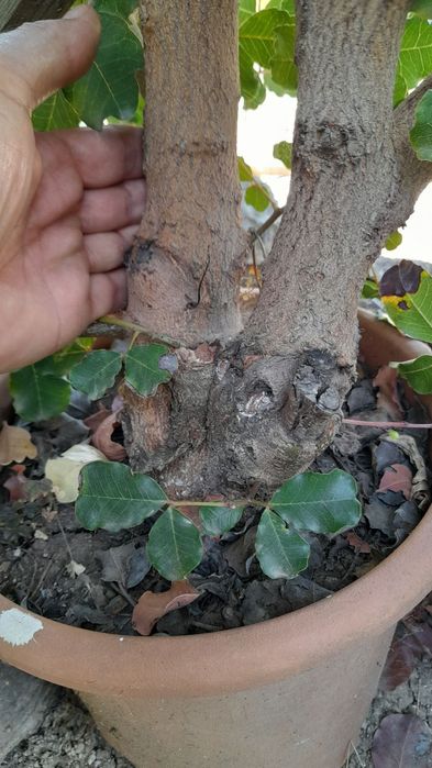 Растения - цератонии и ядлив рошков