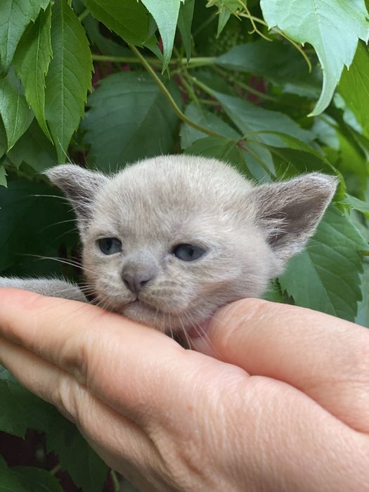 Бурманские котята