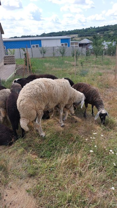 Berbec karakul de vânzare mai multe detalii la tel