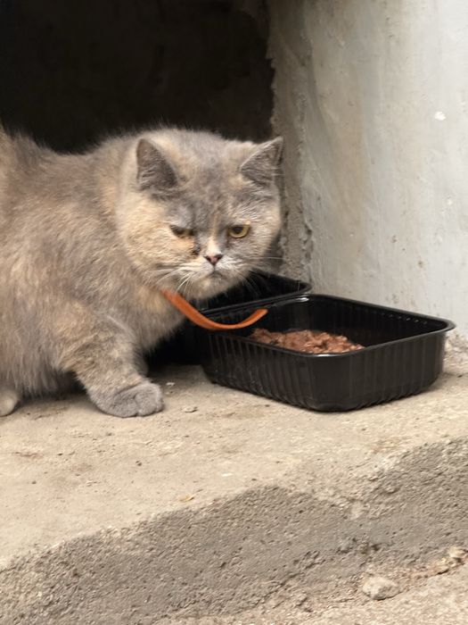 Найдена кошка с ошейником