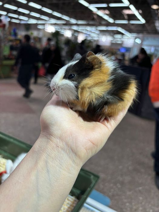 Морские свинки розеточные и гладкошерстные