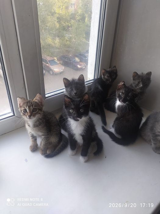 отдам котят в добрые руки