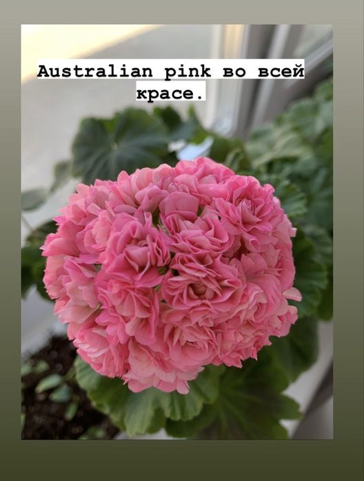 Пеларгония сортовая Australian pink rosebud