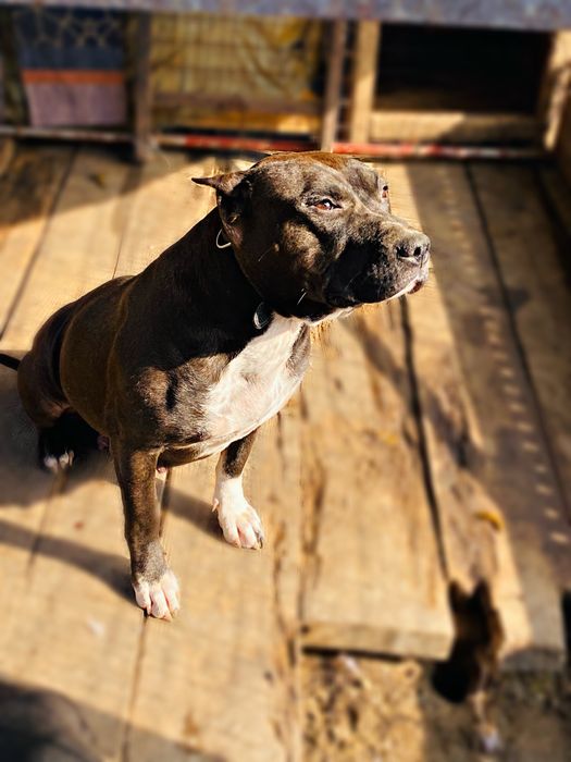 Продам щенка стаф.-питбуль