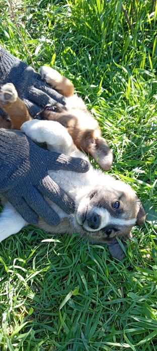 Щенки 2 месячные. Kuchukchalar