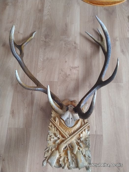 Vând panoplie cu coarne de cerb.