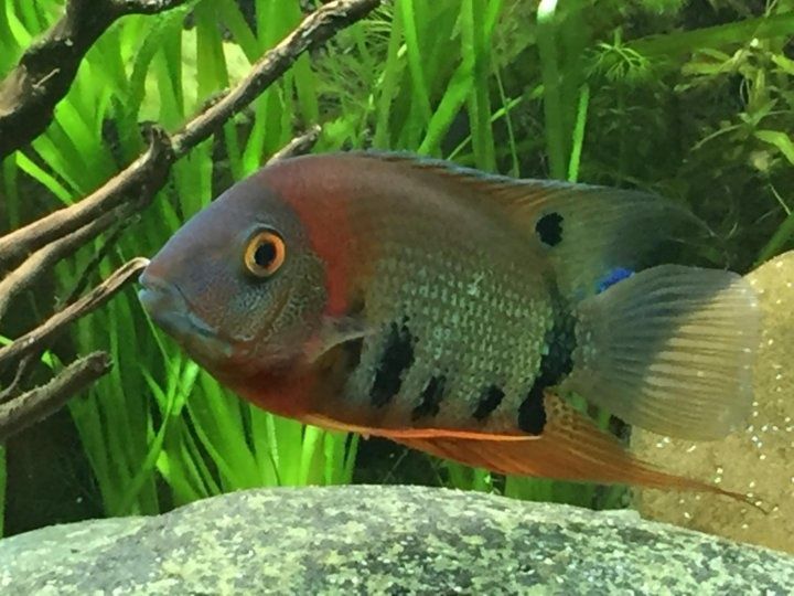 Продам  - северум красноплечий