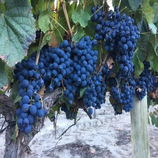 Butasi vita de vie/angro