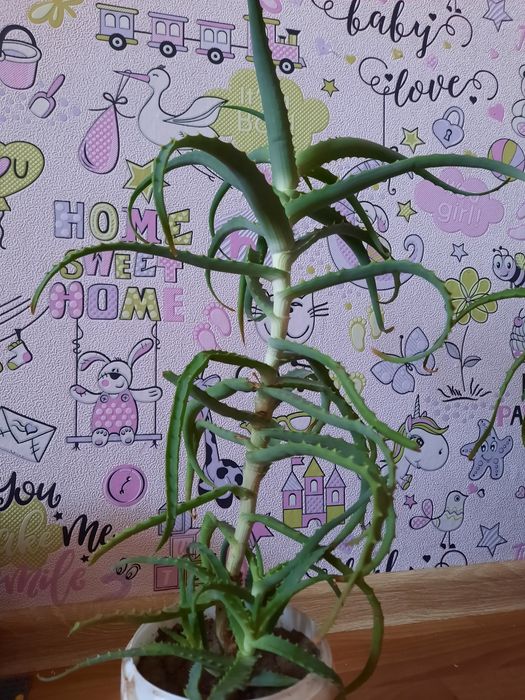 Продам лечебный алоэ