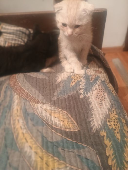 Кот шотландец веслоухий