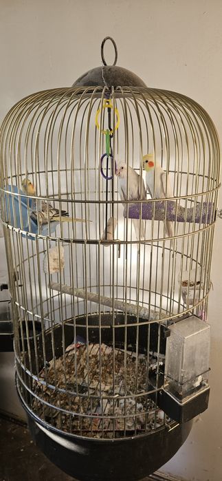 Papagali Nimfe cu colivie mare