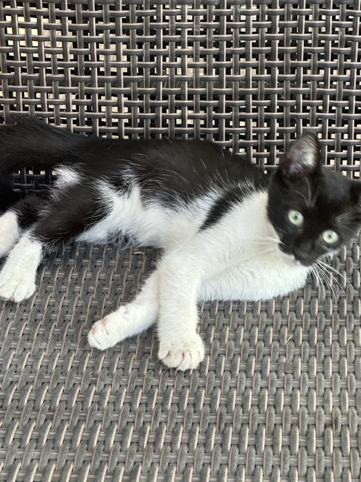 Donatie pui pisica