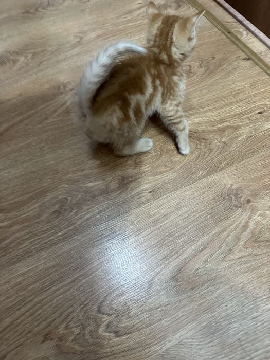 Шотландский котенок