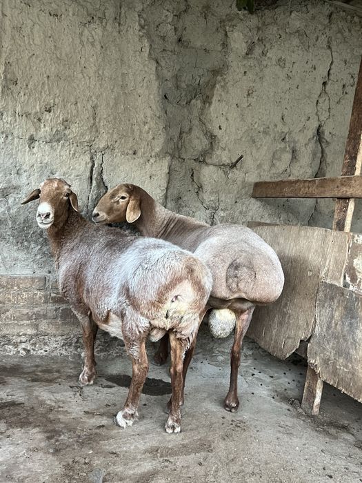 Arashan qochqor va sovluq sotiladi