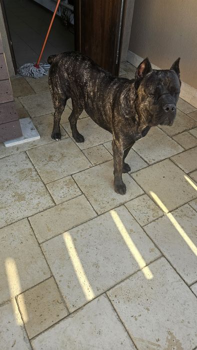 Donez cane corso