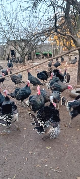 Curcani de vînzare în Balesti gorj