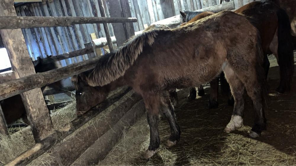 Кішірек еркек тай сатылады.