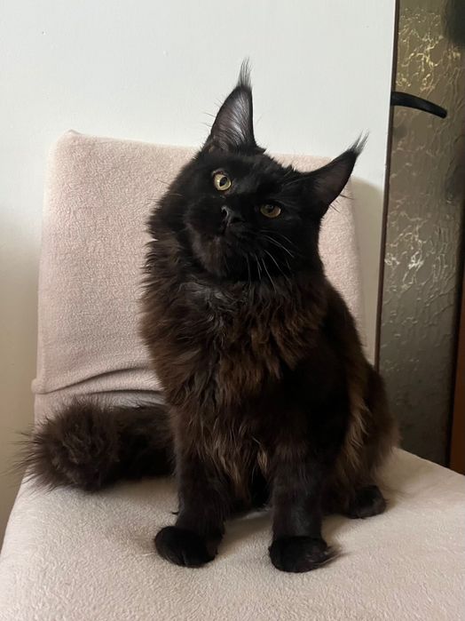 Baietel Maine Coon PEDIGREE Felisa