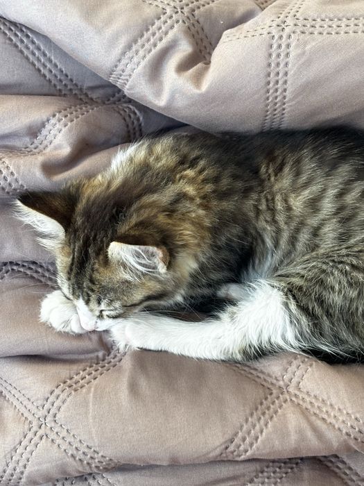 Котенок в добрые руки