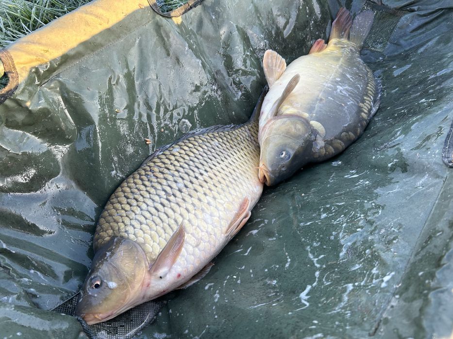 Peste viu de vanzare